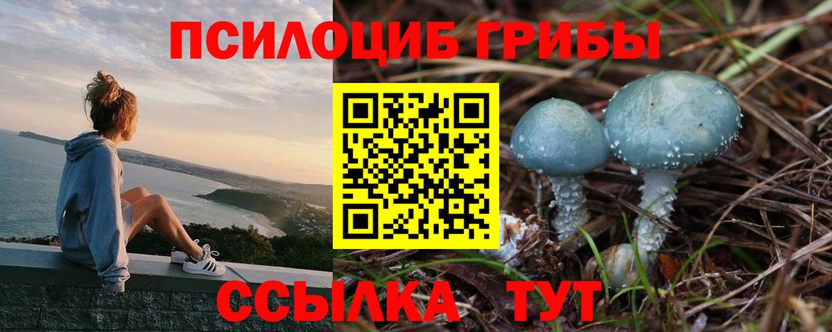 Братск  Галлюциногенные грибы Cubensis  Вход с VPN 